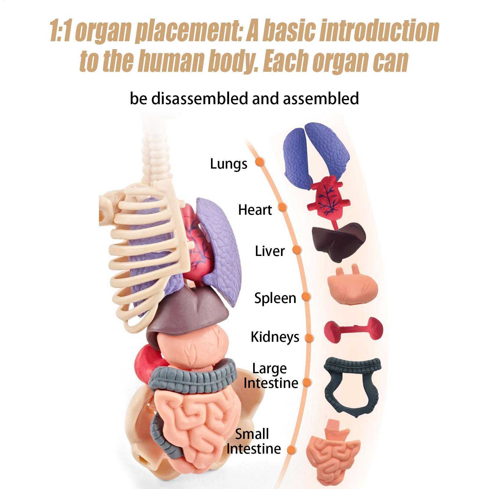 Kids Education Usa - Modelo de esqueleto humano para anatomia