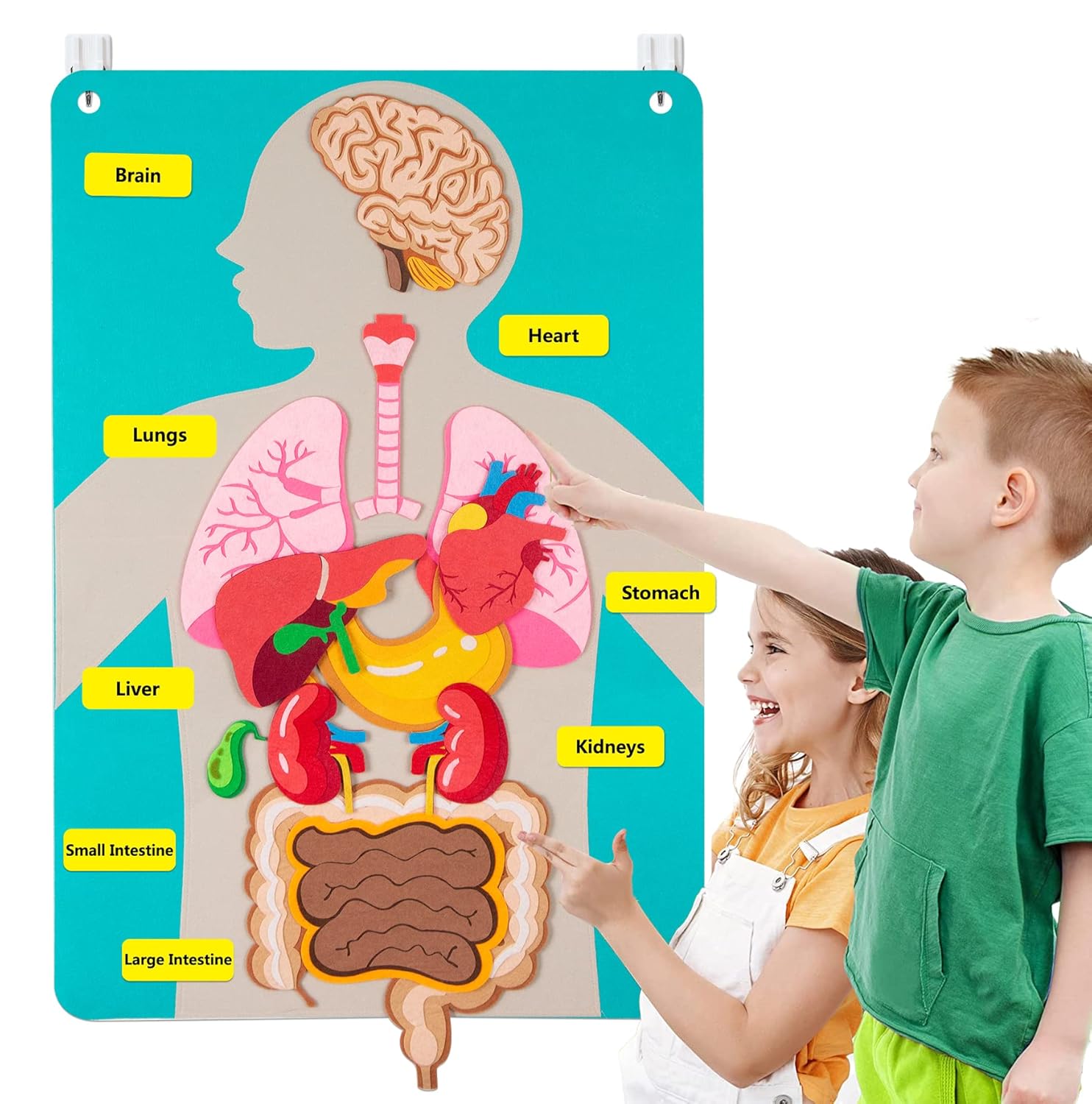 Kids Education Story - Peças do corpo humano, placa de