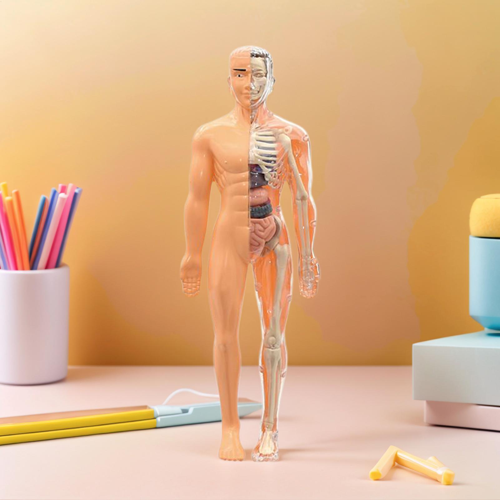 Modelo de esqueleto humano par - Kids Education Usa avaliação e preço